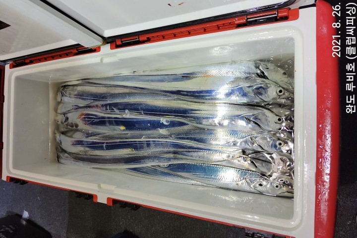 8월25일 루비호 조황입니다.