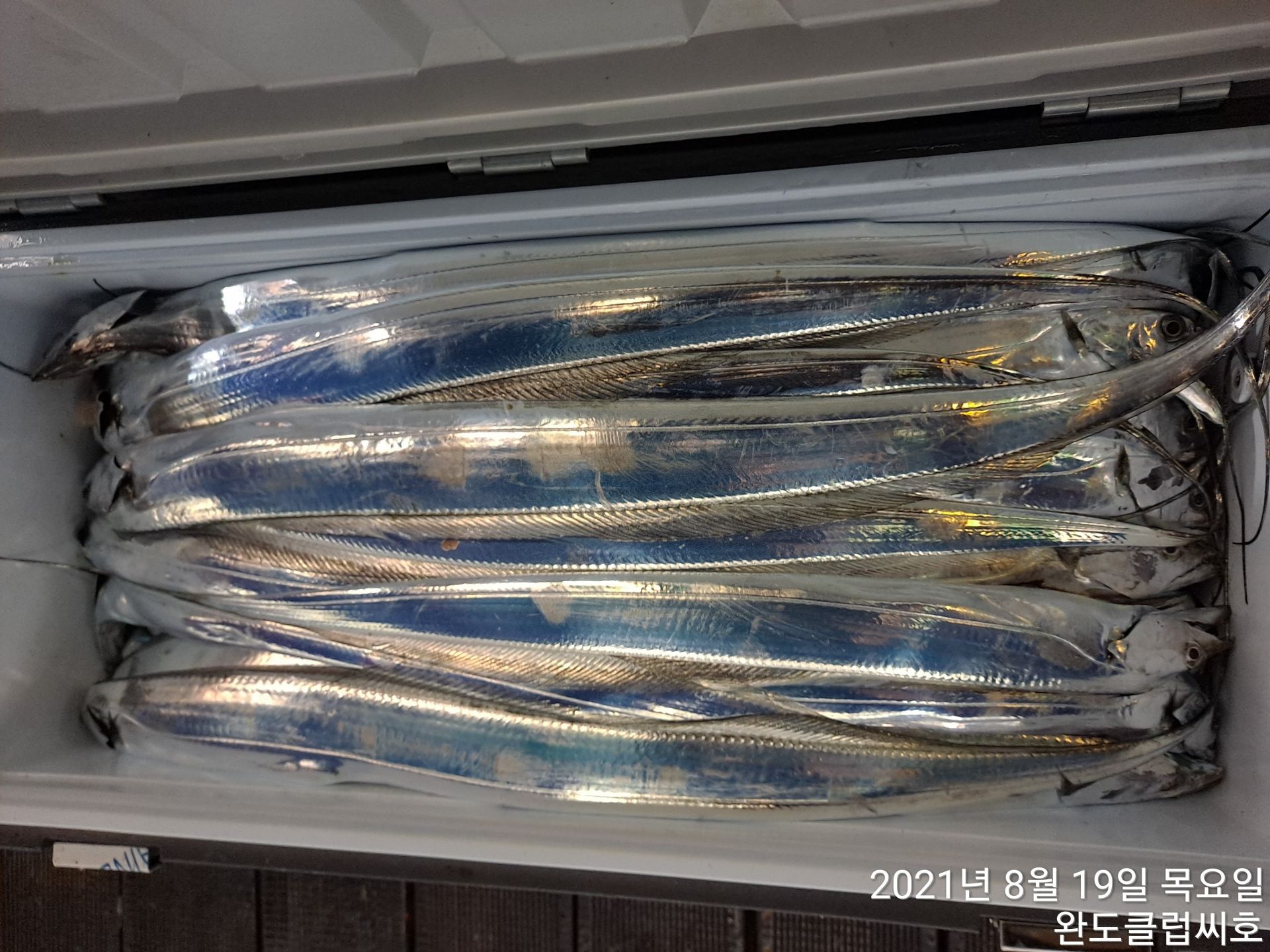 8월18일 클럽씨호 갈치조황