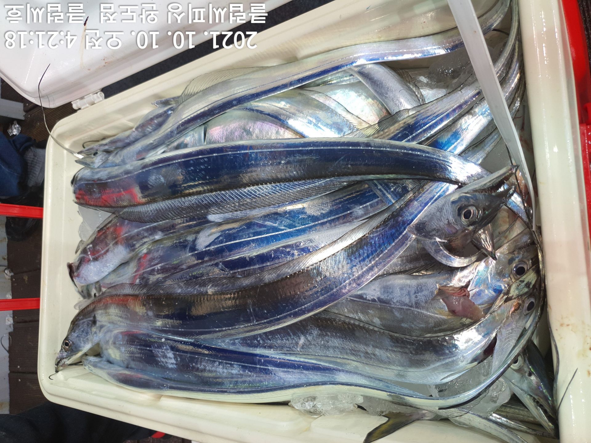 10월 10일 클럽씨호 갈치조황