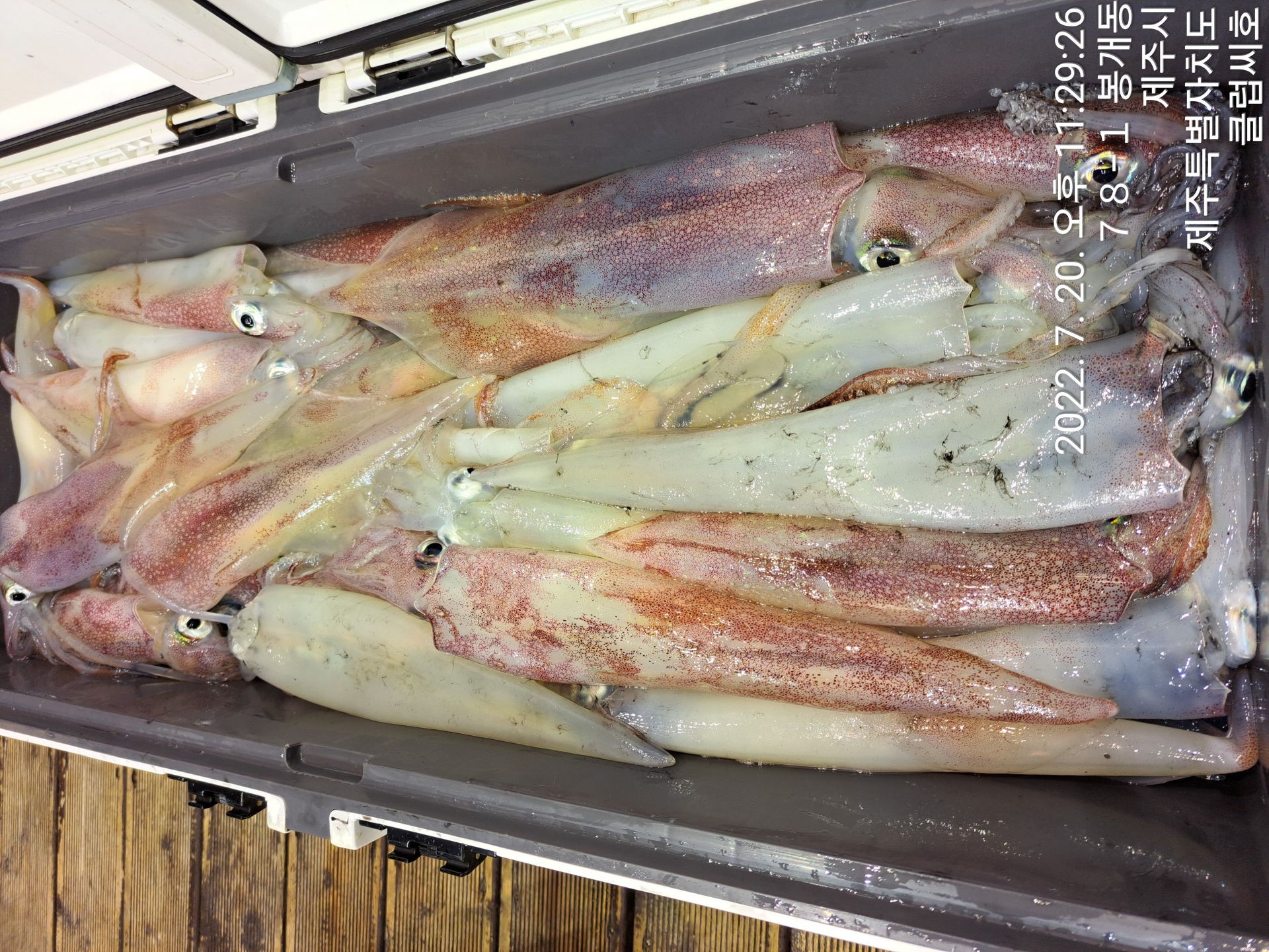 7월20일 클럽씨호 한치조황입니다.