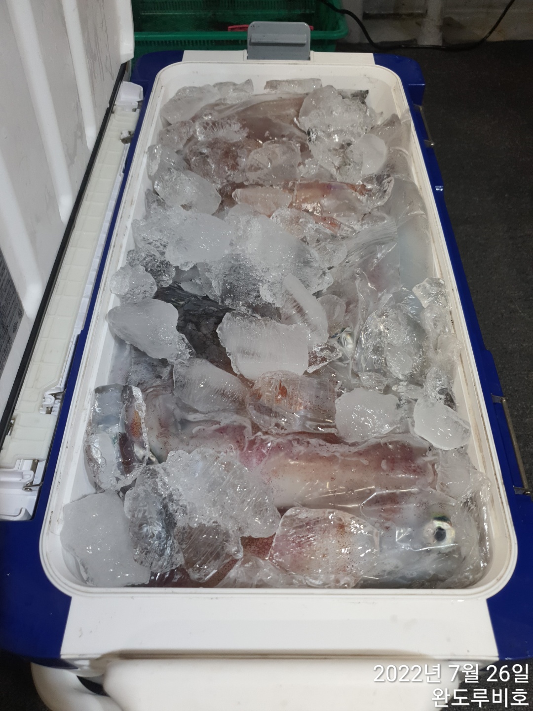 완도 루비호 7월25일 대포한치