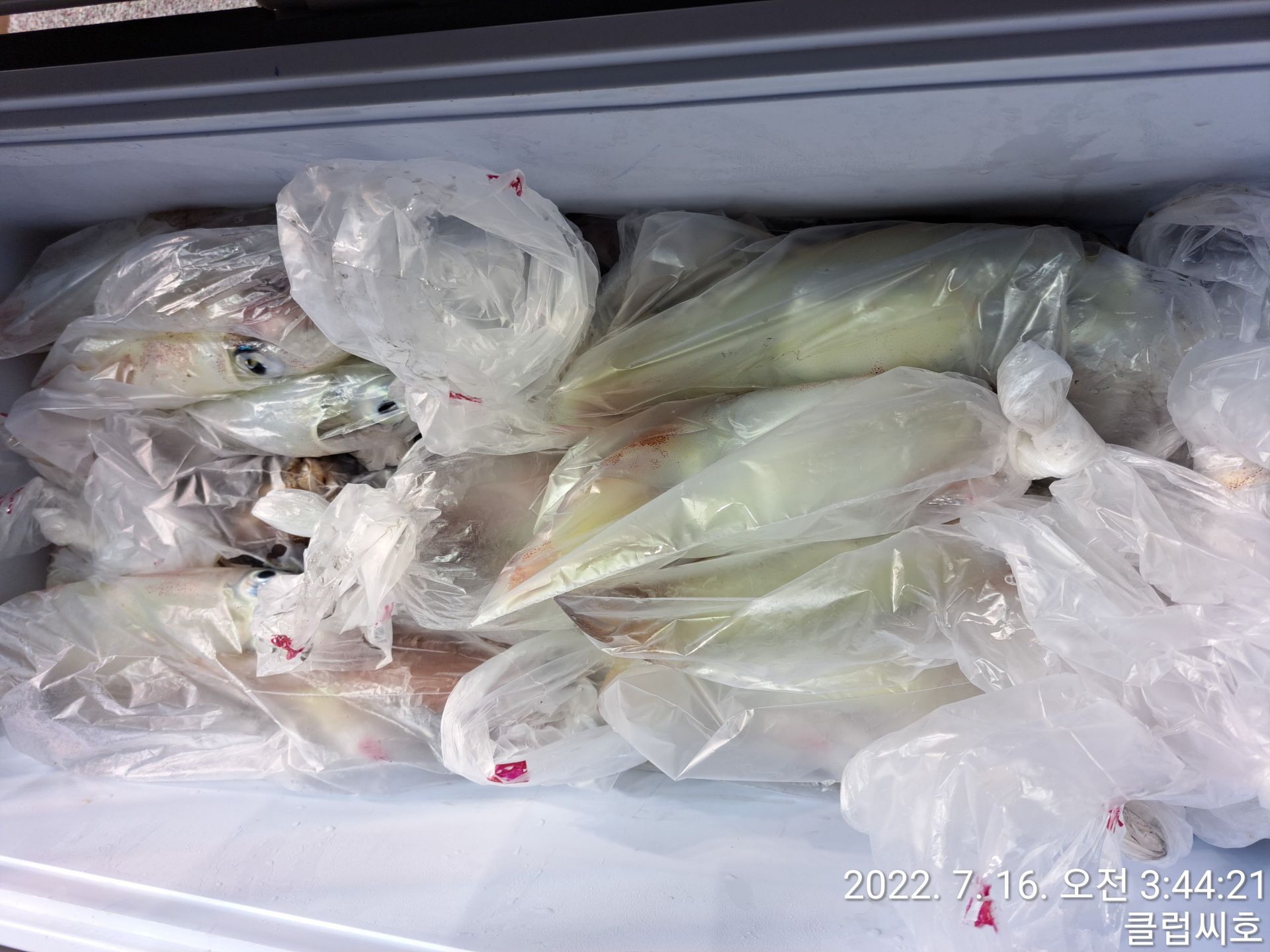 7월15일 클럽씨호 한치조황입니다.