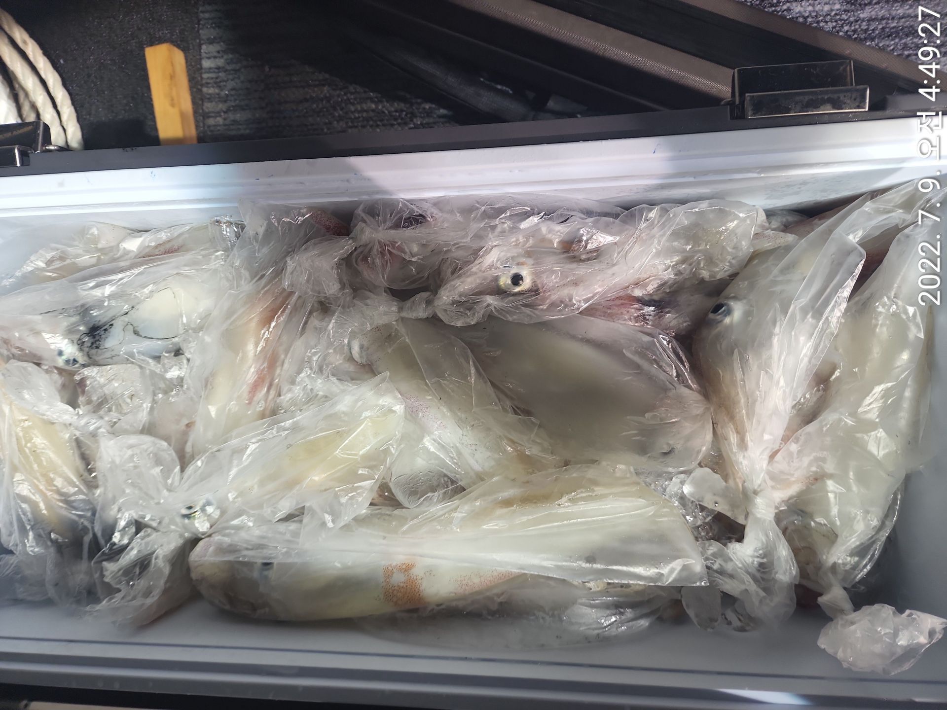 7월8일 클럽씨호 한치 조황입니다.