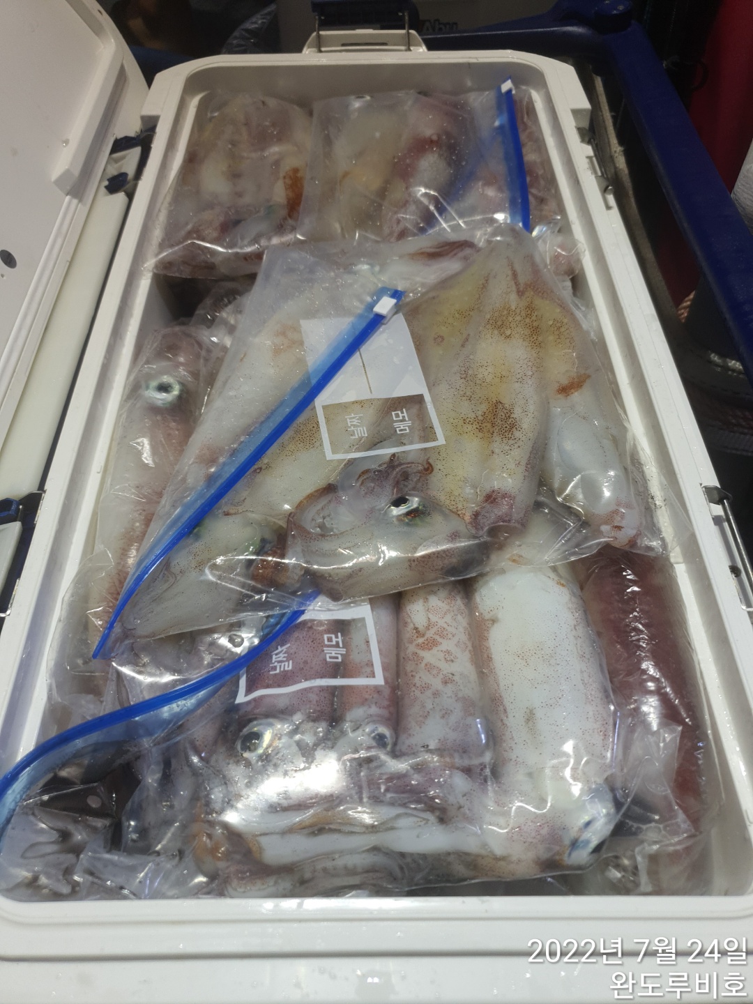 완도 루비호 7월23일 한치조황