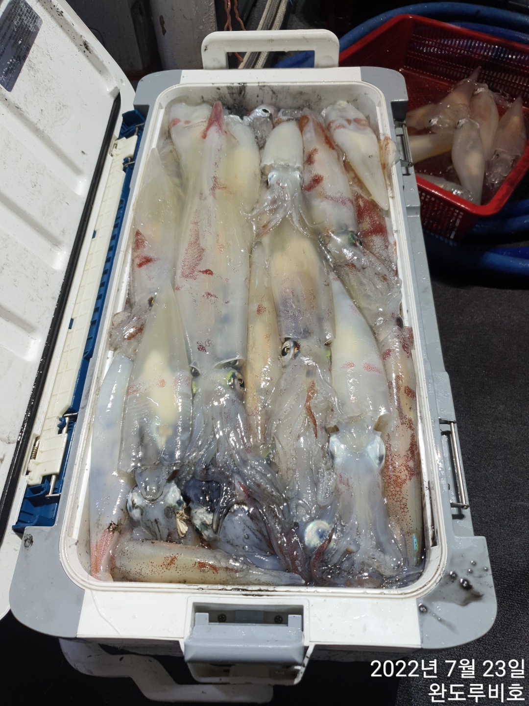 루비호 7월22일 한치 굿~~~~조황