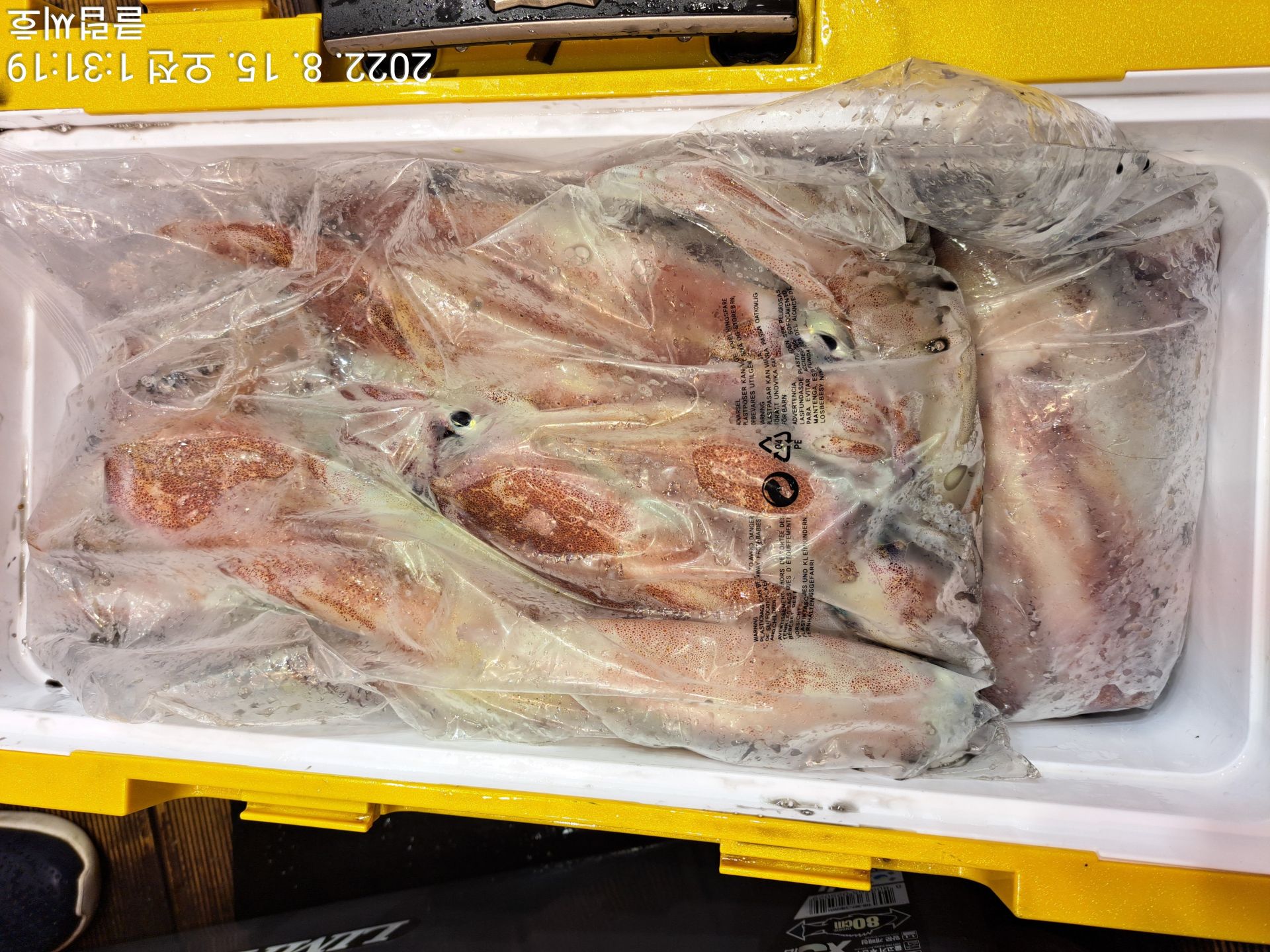 8월14일 클럽씨호 한치조황입니다