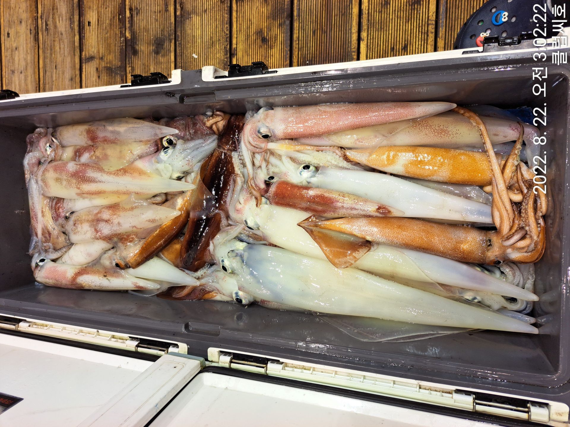 8월21일 클럽씨호 한치조황입니다