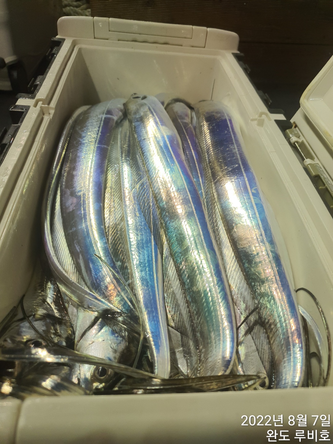 8월6일 완도 루비호 걸치조황 입니다