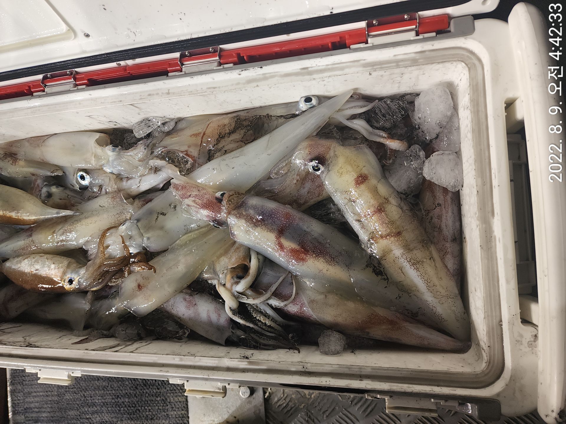 8월8일 클럽씨호 한치조황입니다