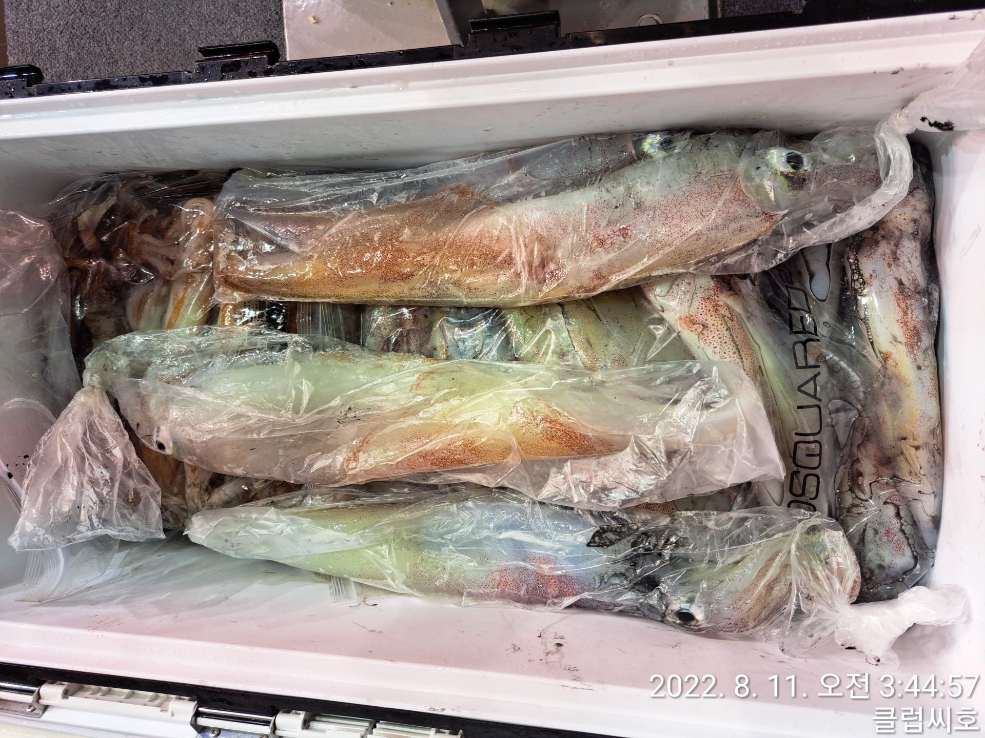 8월10일 클럽씨호 한치조황입니다