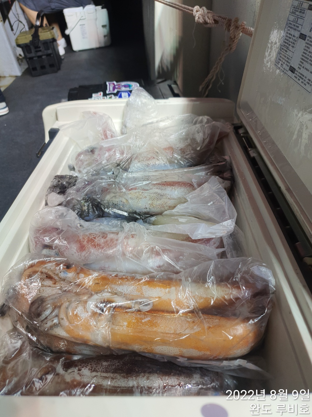 루비호 8월8일 한치조황 입니다