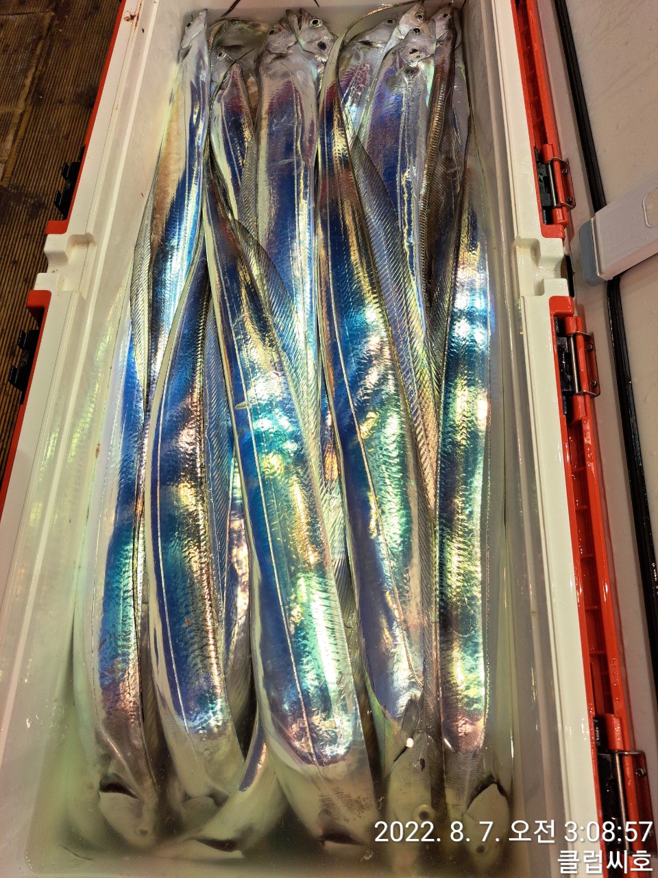 8월6일 클럽씨호 갈치낚시조황