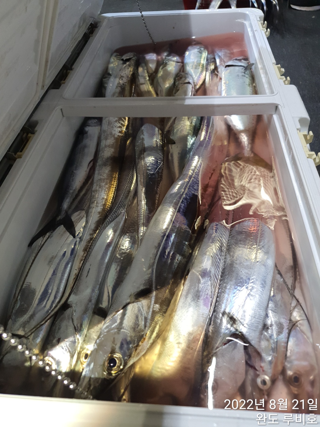 8월20일 완도 루비호 갈치조황