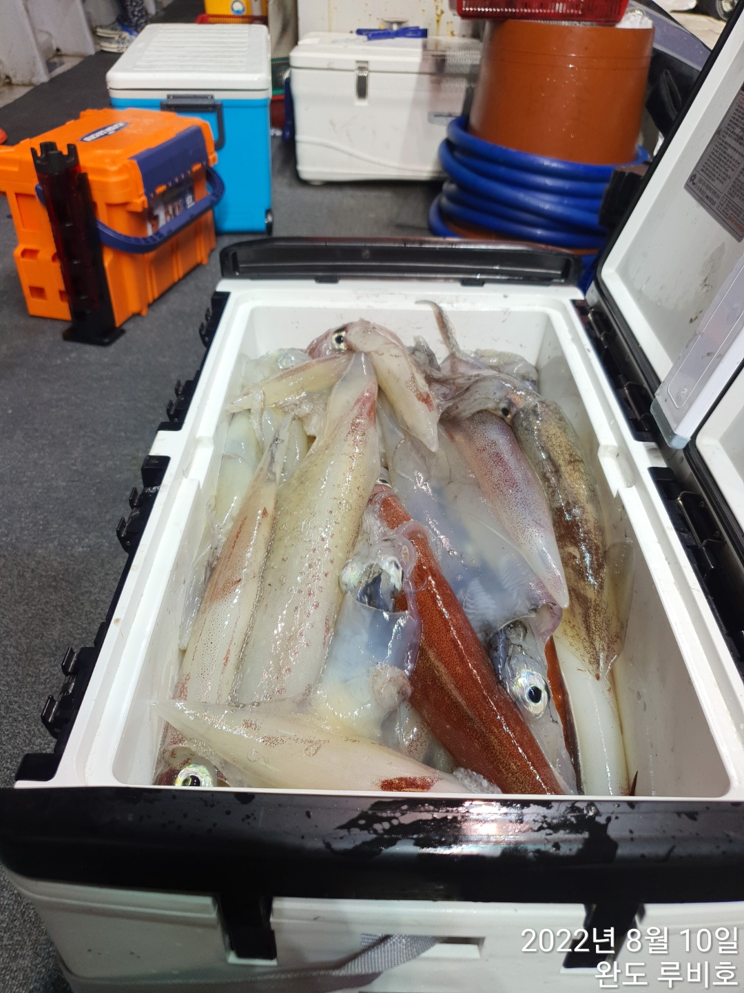 루비호 8월9일 한치조황 입니다