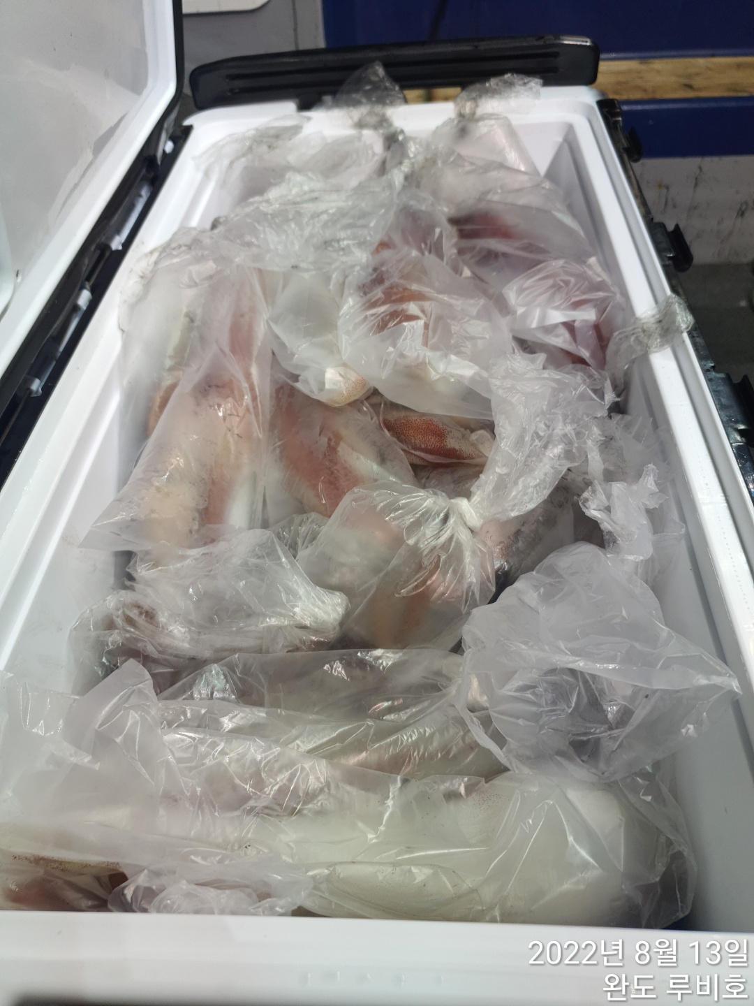 8월12일 루비호 한치조황