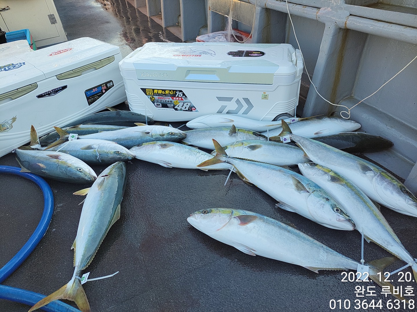 12월20일 루비호 방어지깅 조황입니다