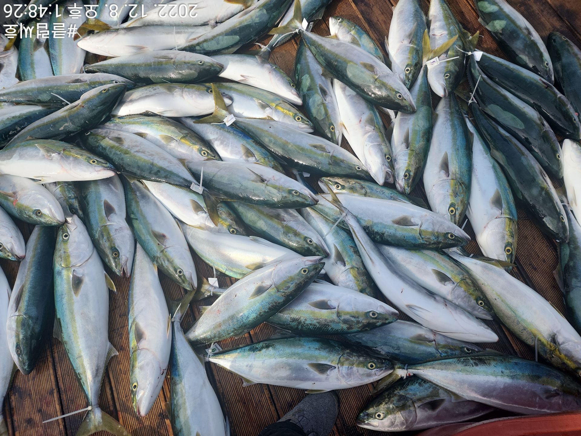 12월8일 클럽씨호 방어지깅 대박조황입니다