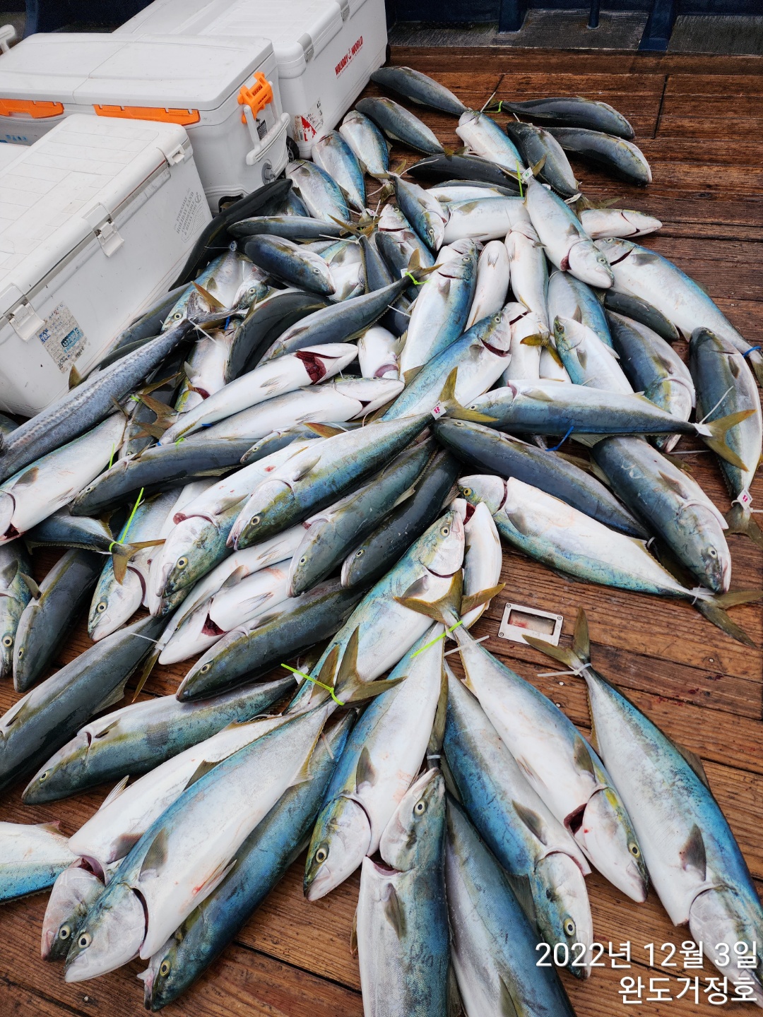 12월 3일 완도 거정호 먼바다 빅게임 조황입니다