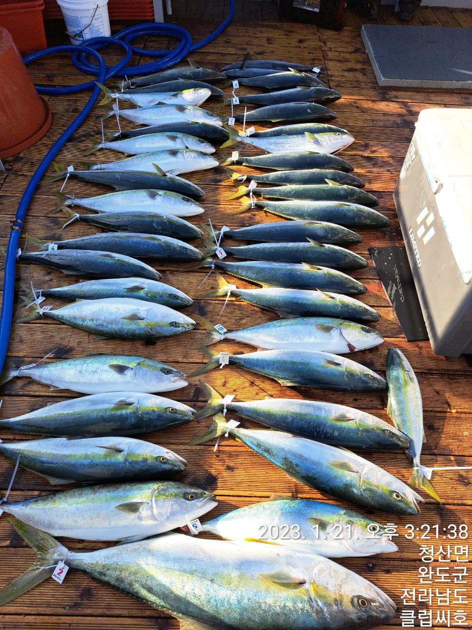 1월21일 클럽씨호 방어조황입니다.