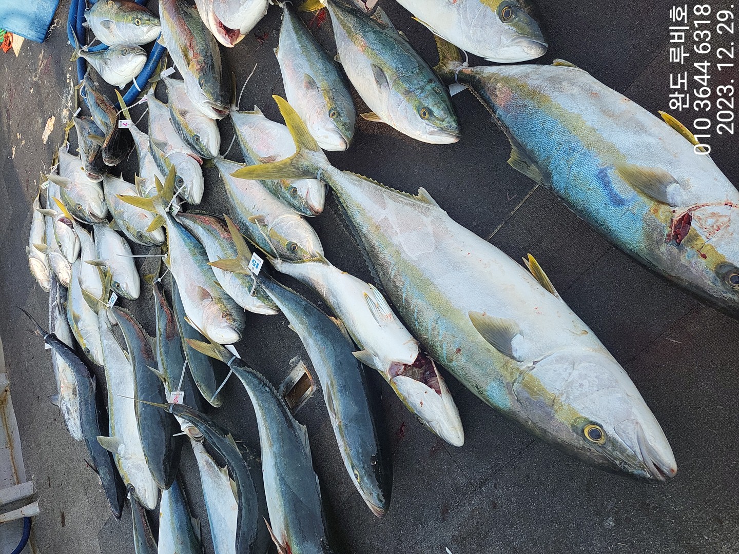 루비호 12월29일 빅게임 조황입니다