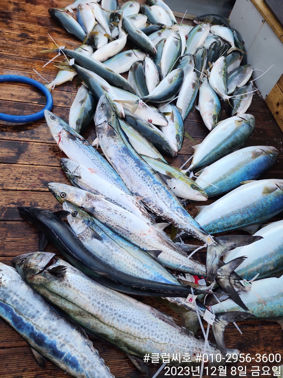 12월 8일 클럽씨호 방어조황입니다.