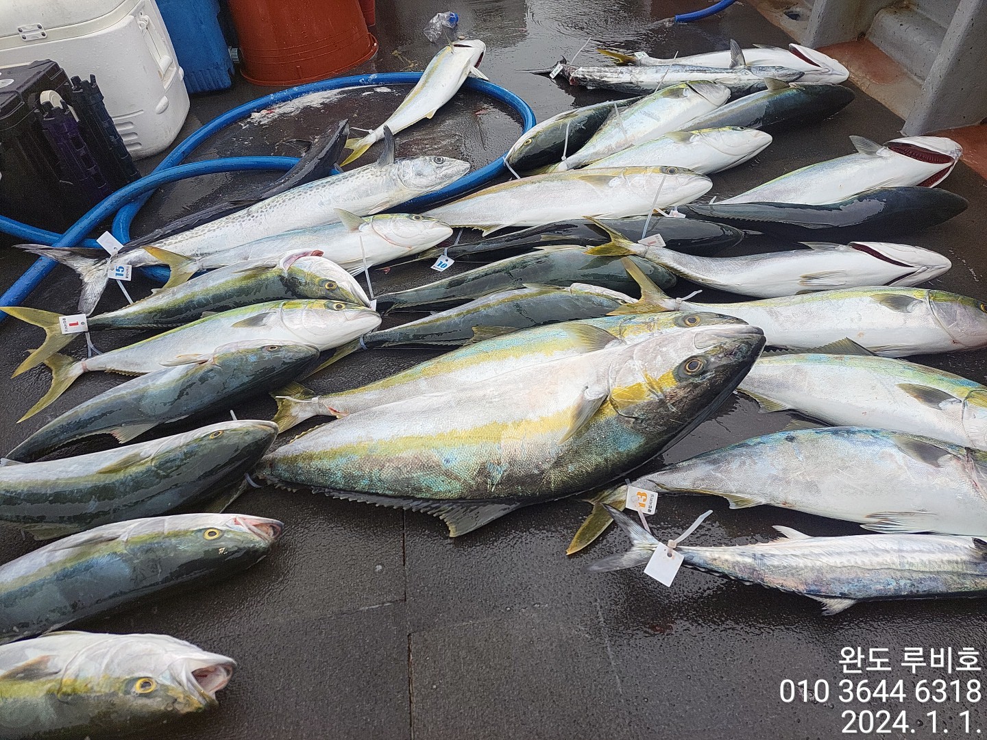 24년 새해 첫날 루비호 빅게임 조황입니다