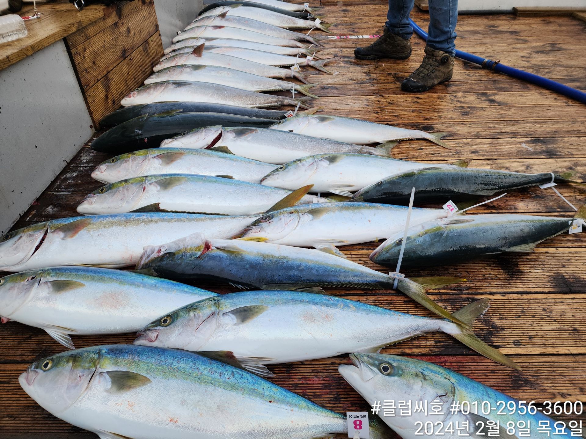 2월8일 클럽씨호 방어지깅 조황입니다