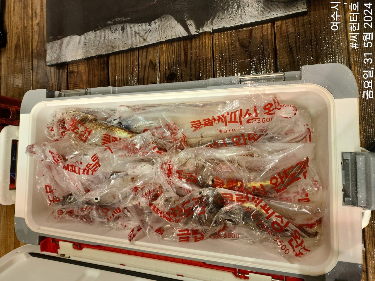 5월30일 씨헌터호(클럽씨호)  한치조황입니다.