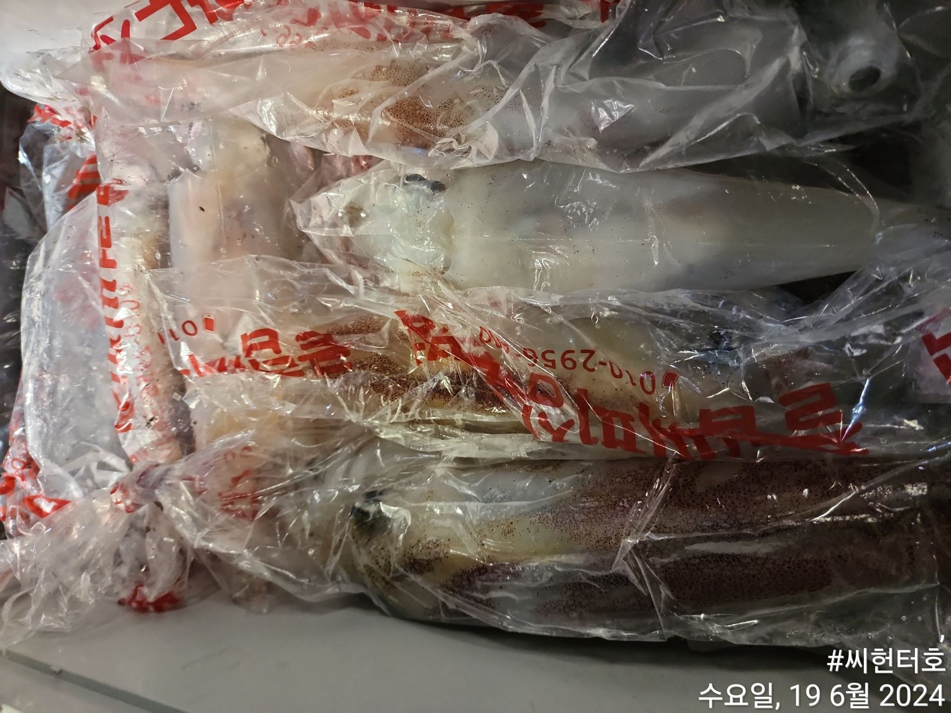 6월18일 씨헌터호 한치조황입니다