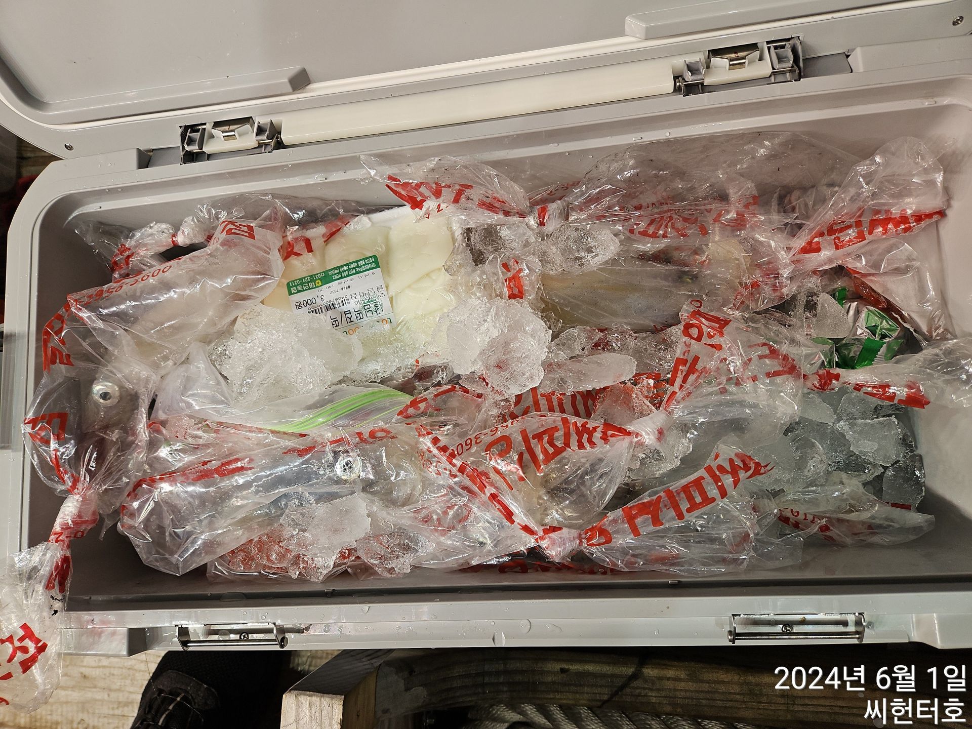 5월31일 씨헌터호(클럽씨호) 한치조황입니다