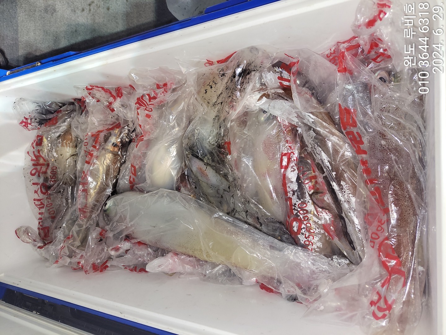 6월28일 루비호 한치조황입니다