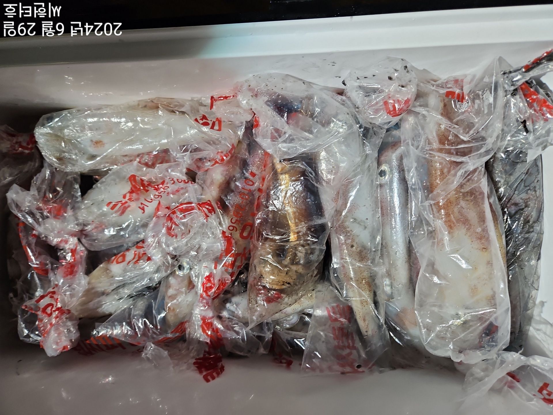 6월28일 씨헌터호 한치조황입니다