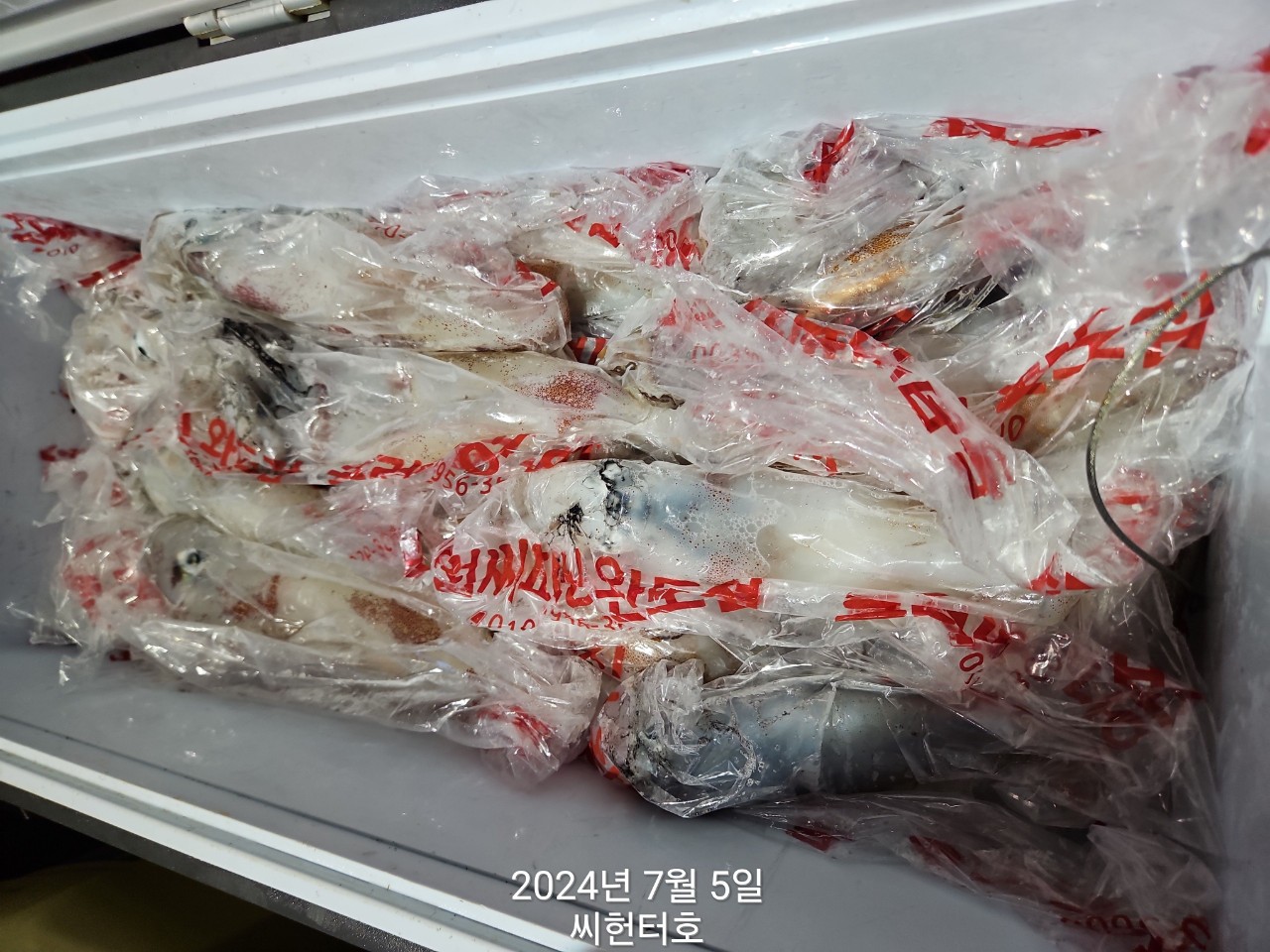 7월4일 씨헌터호 한치조황입니다