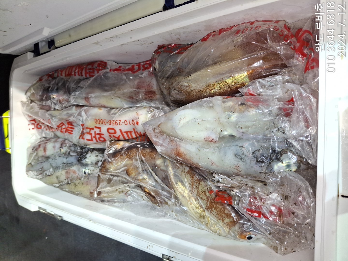 7월11일 출조 루비호 한치조황입니다