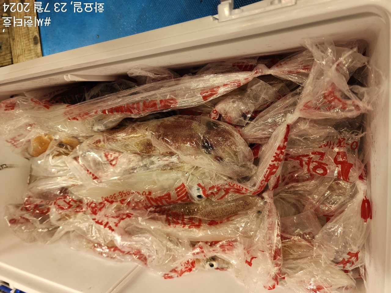 7월22일 씨헌터호(클럽씨호) 한치 Good 조황입니다