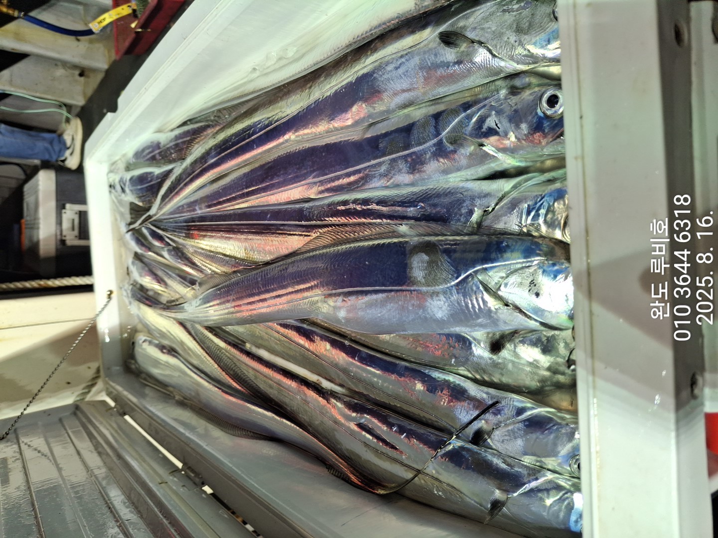 루비호 8월15일(금)갈치조황입니다