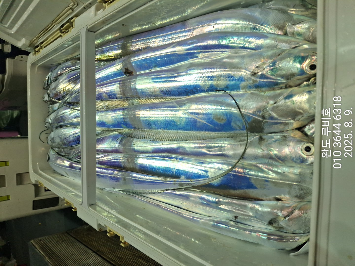 8월9일 입항 루비호 갈치조황 입니다