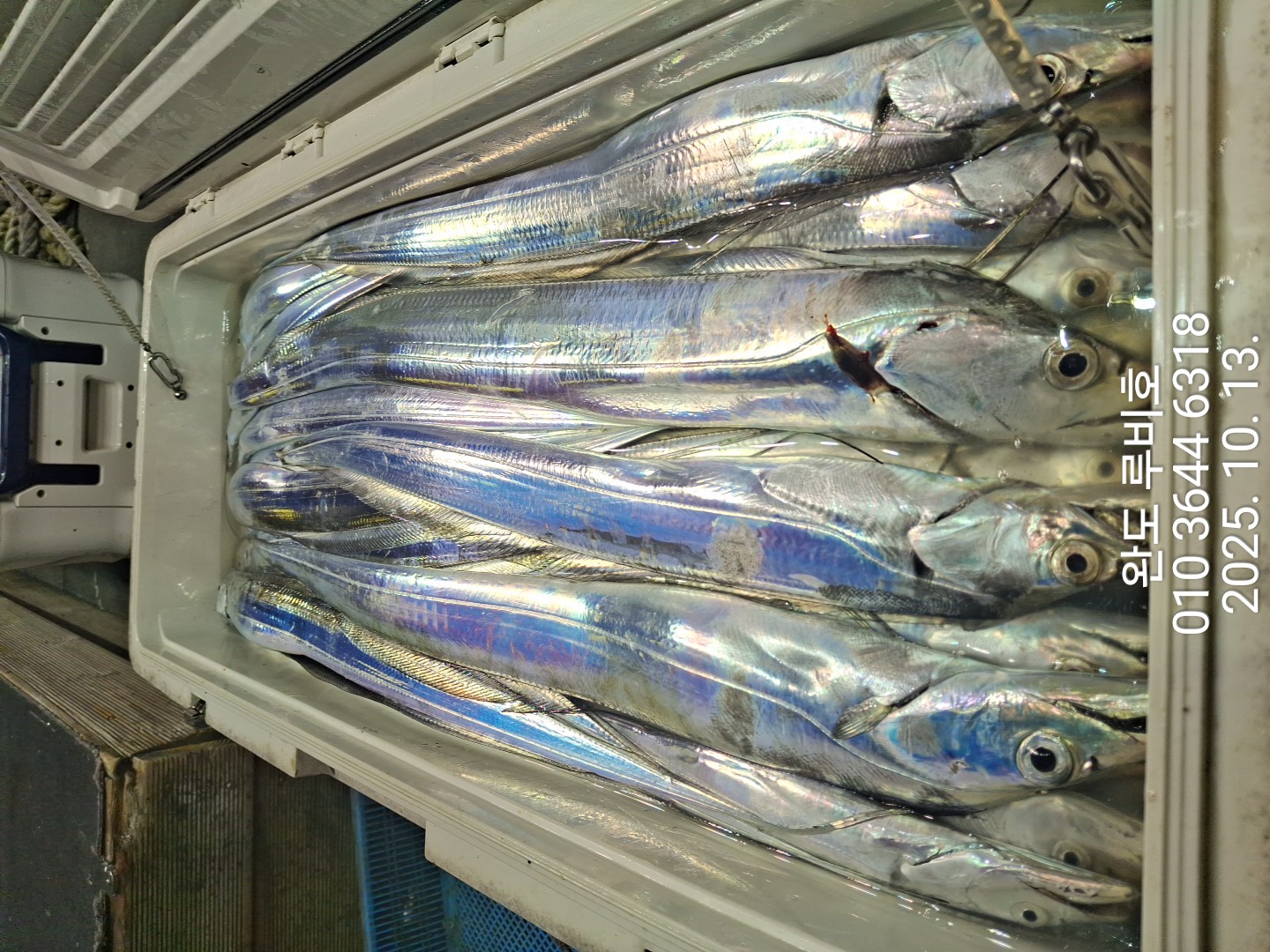 10월12일 루비호 갈치조황입니다.