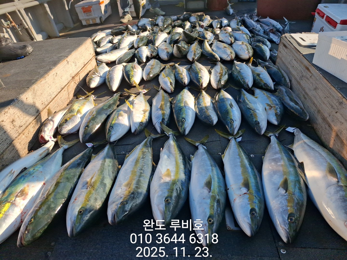 11월23일 루비호 방어지깅 조황입니다.