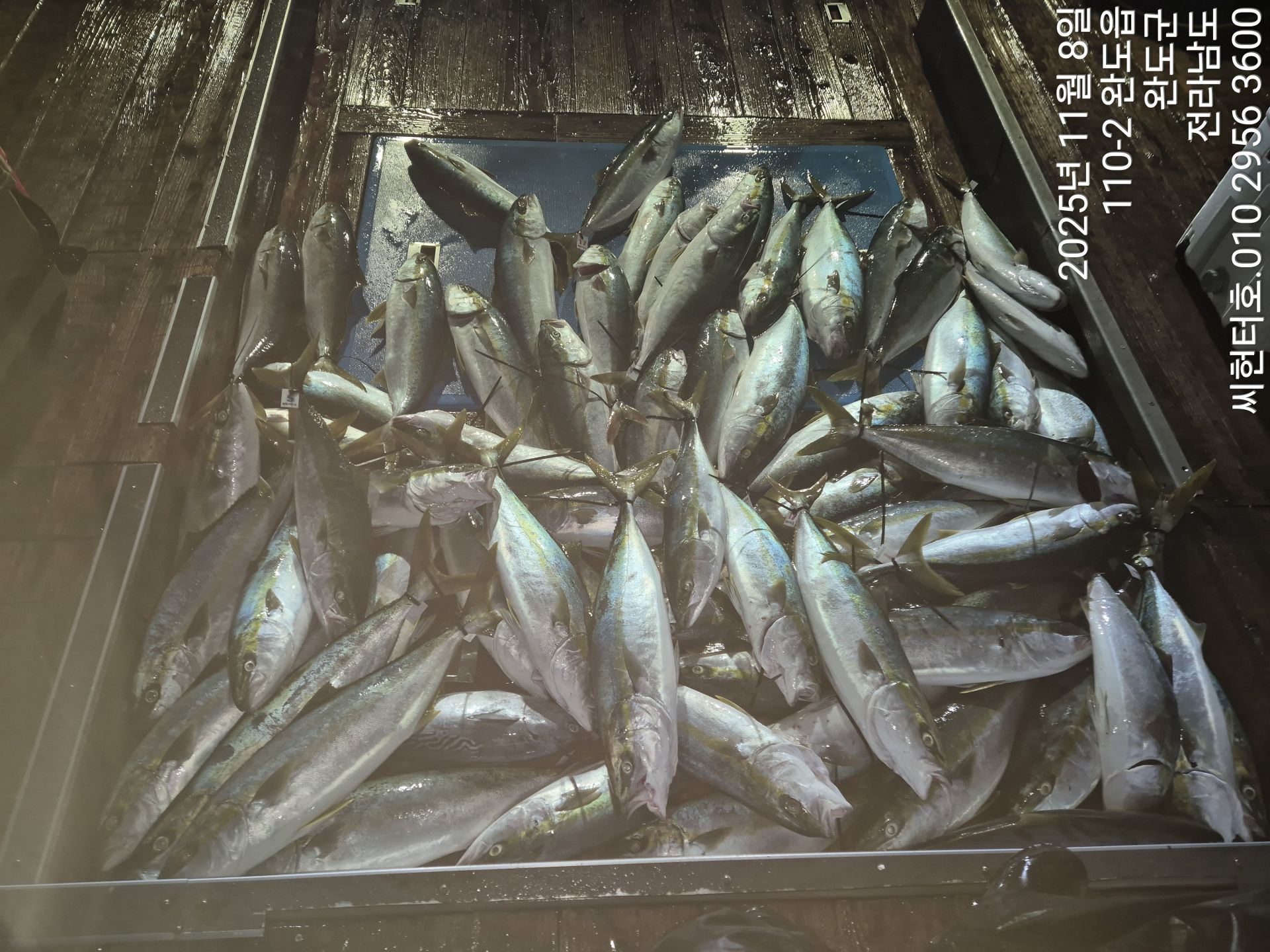 11월8일 씨헌터호 방어조황입니다.