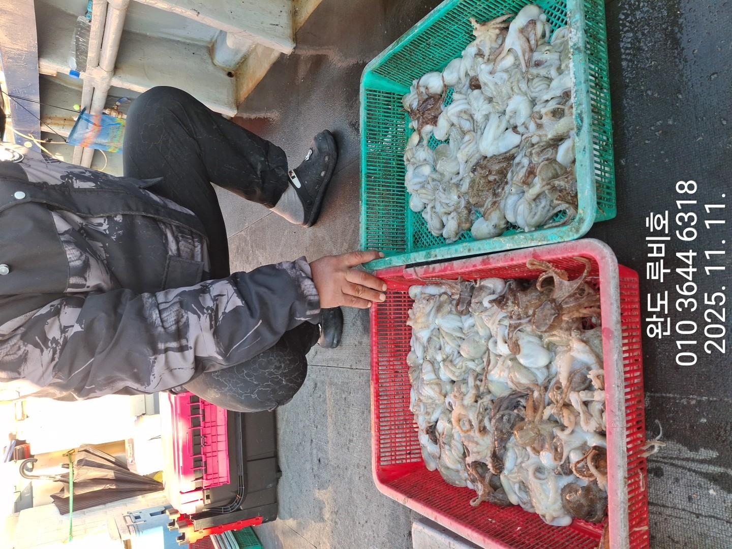 11월11일 루비호 주꾸미 다녀왔습니다.