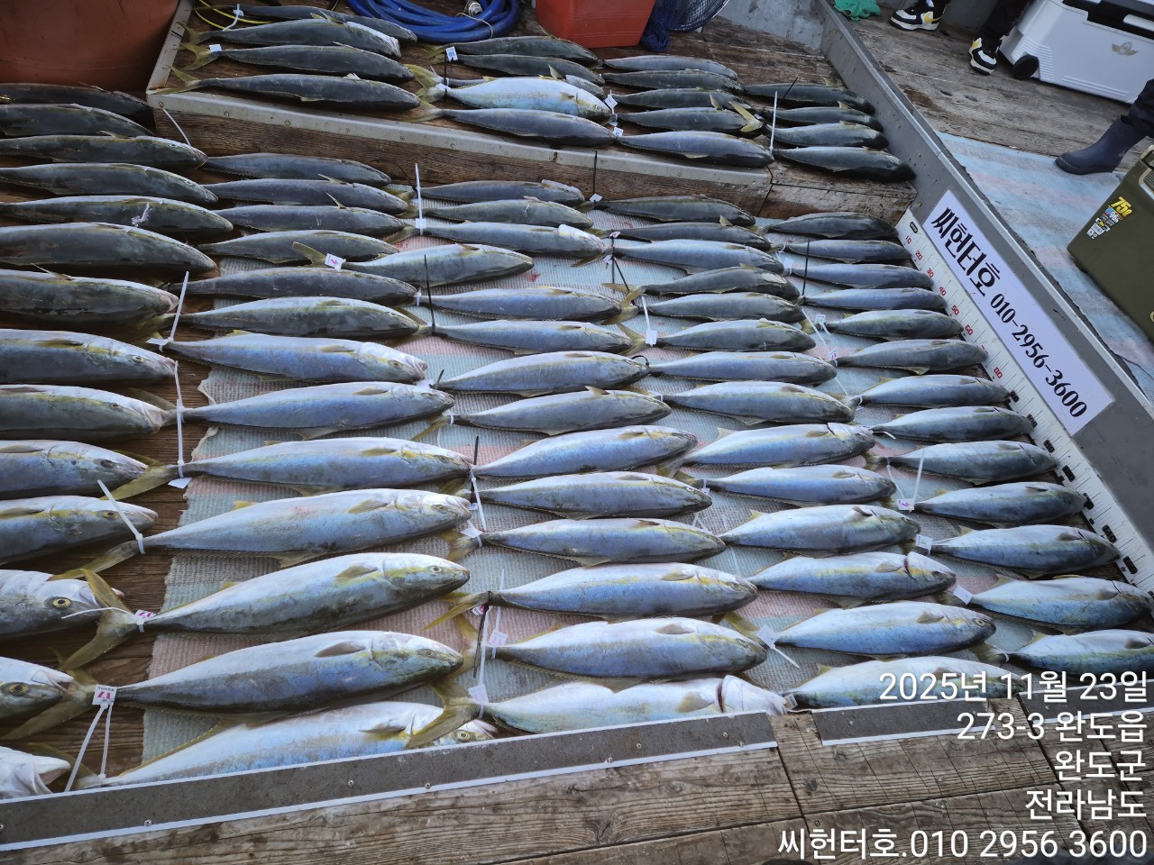 11뭘23일 일요일 씨헌터호 오늘도 방어 굿조황입니다