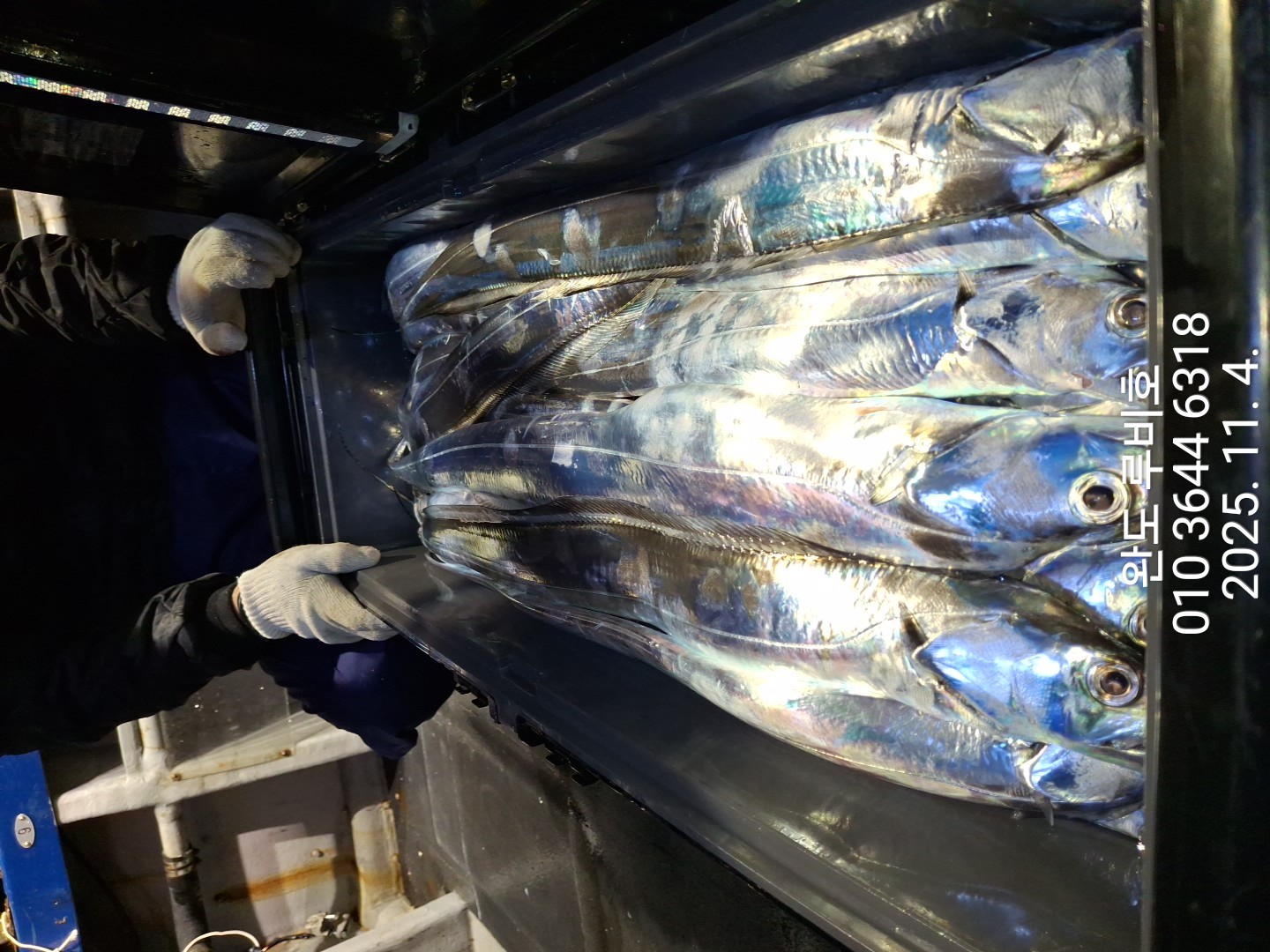 11월3일 출조 루비호 갈치조황입니다.