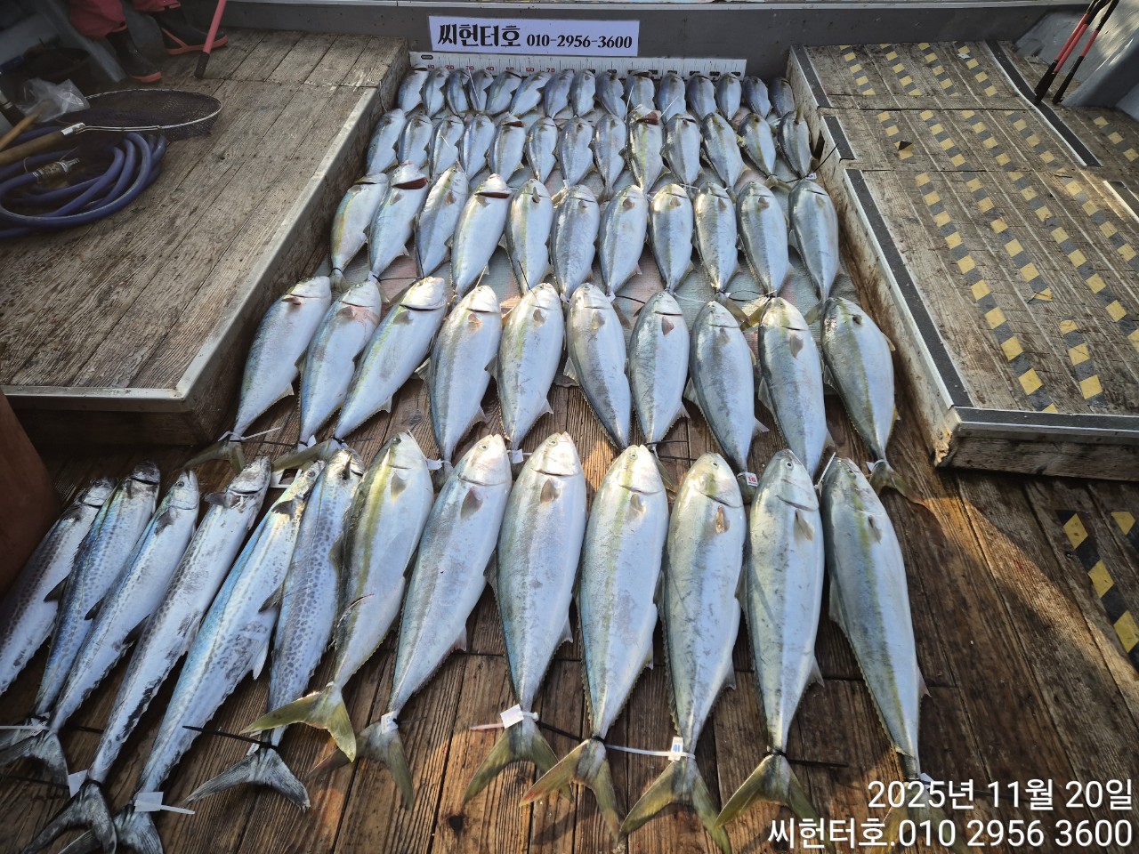 11뭘20일 목요일 씨헌터호 오늘도 방어 굿조황입니다