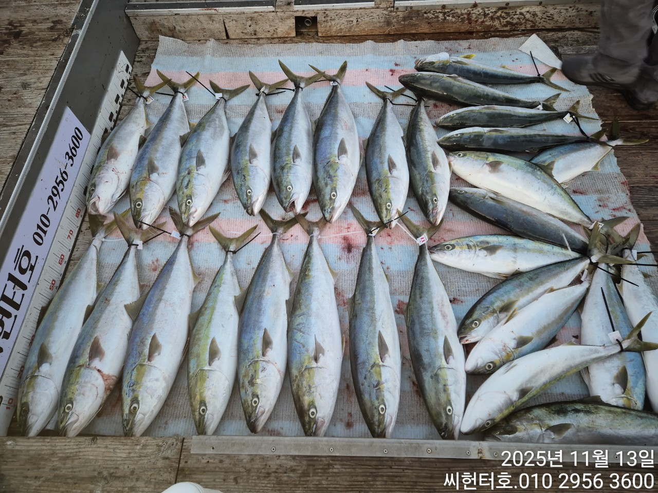 11뭘13일 목요일 오늘도 방어 굿조황입니다