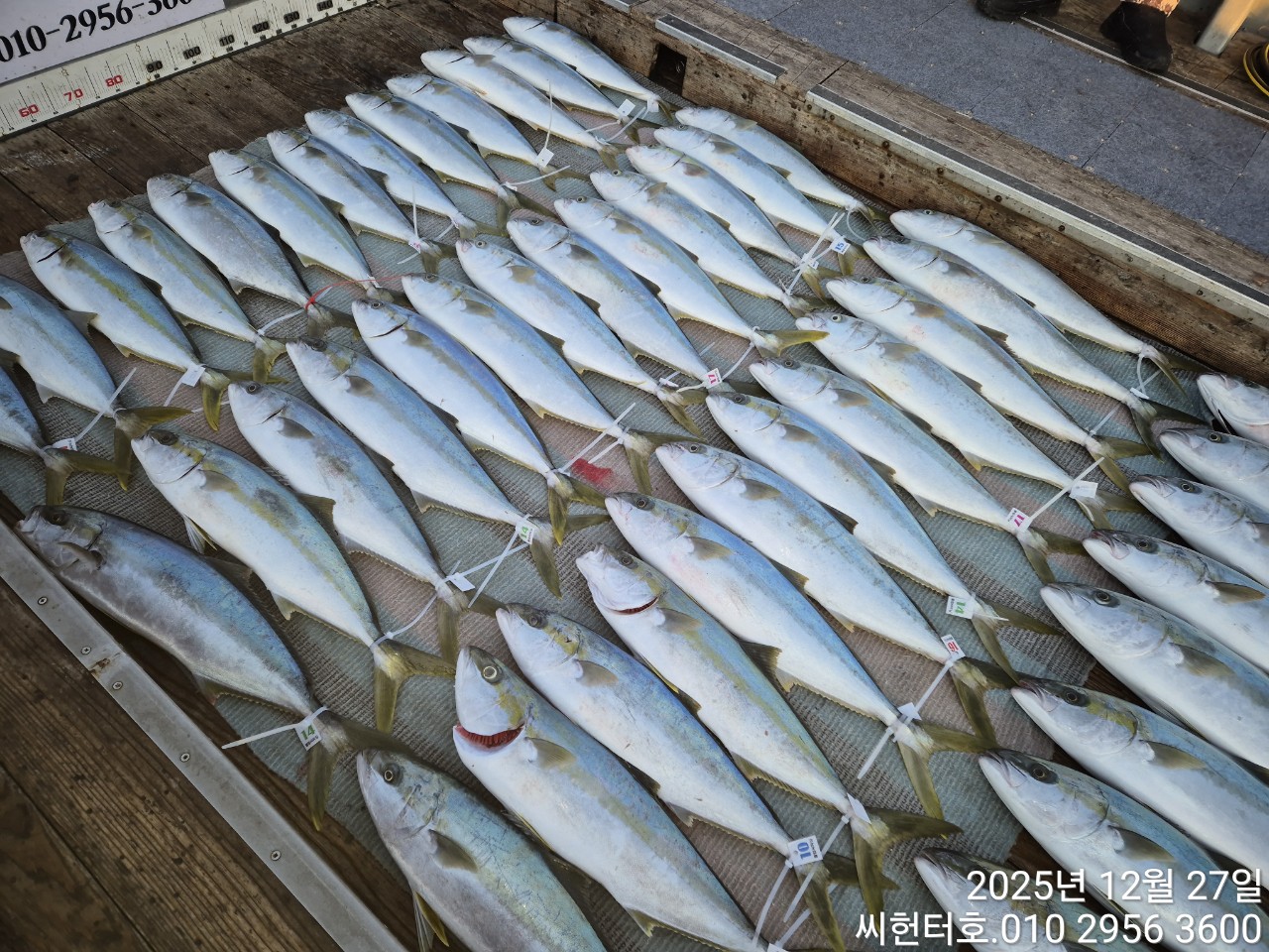 12월27일  씨헌터호 방어조황입니다