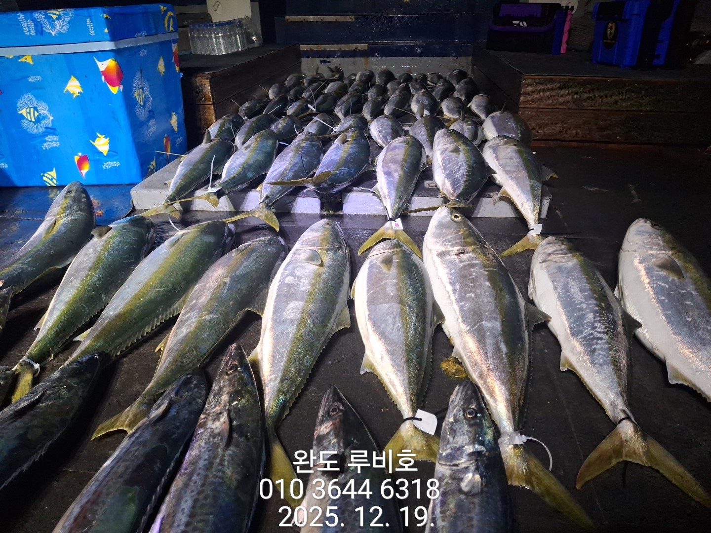 12월19일 루비호 방어지깅 조황입니다.