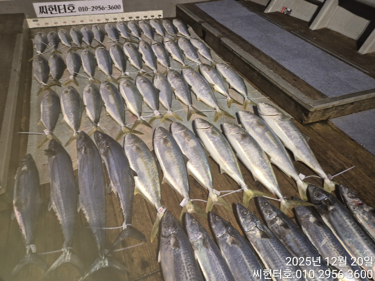 12월20일 씨헌터호 방어조황입니다