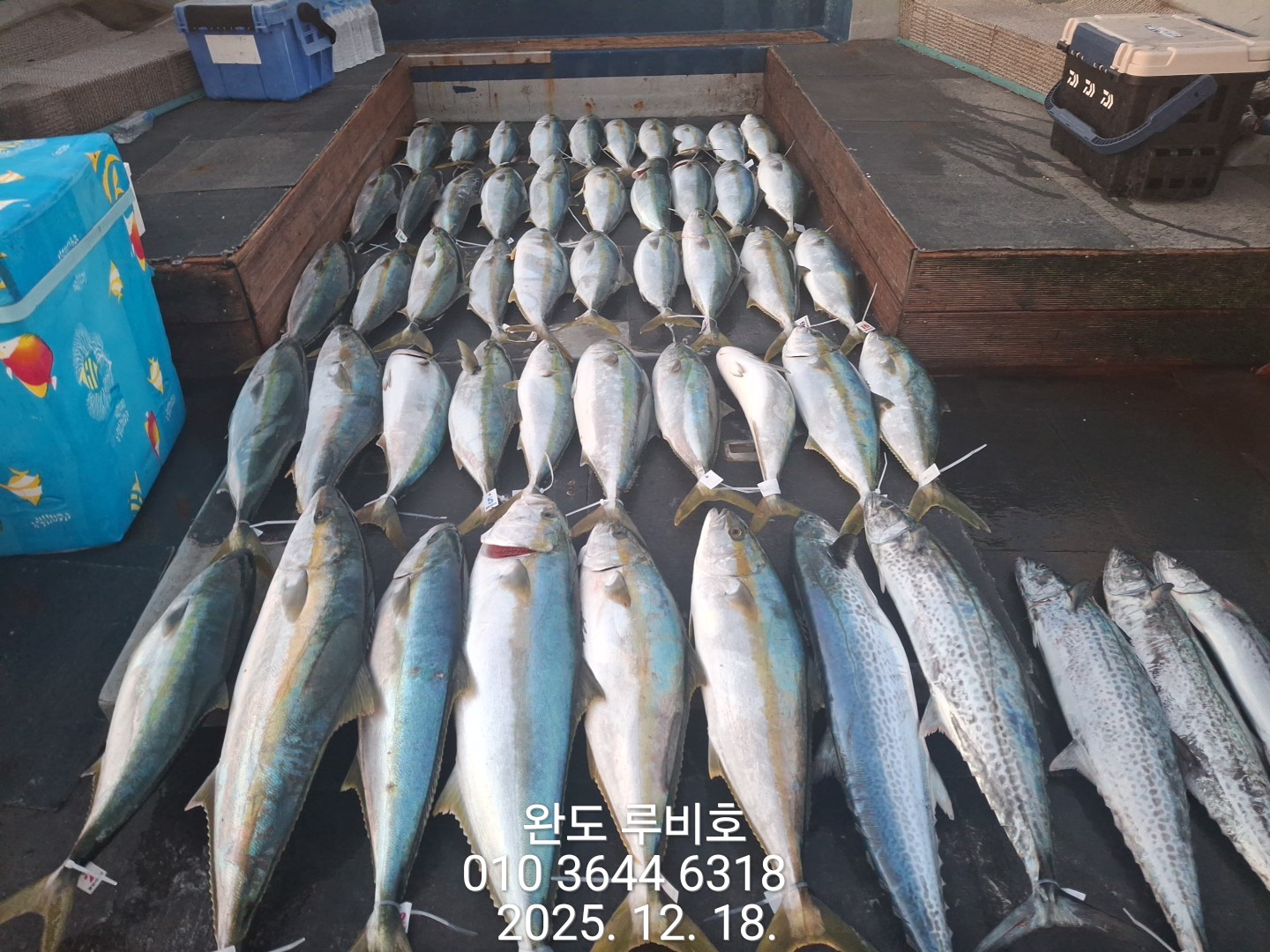 12월18일  루비호 방어지깅 조황입니다.