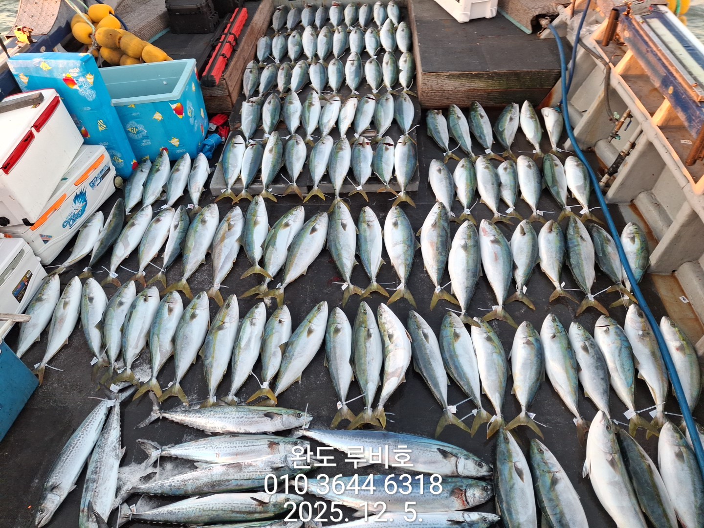 12월5일 루비호 방어지깅 조황입니다